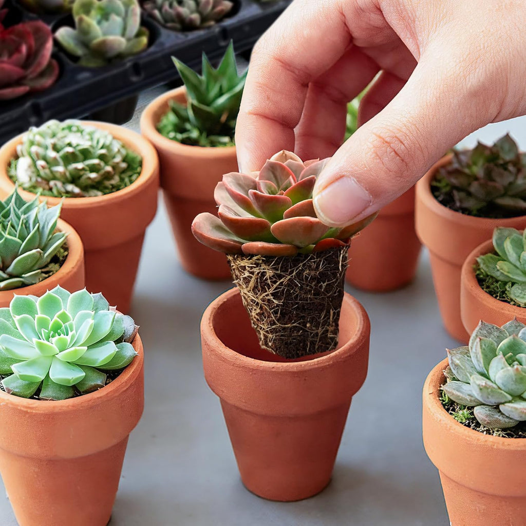 12 Pack Succulent Plants with Root and Soil, Easy to Grow (Assorted Varieties Without Pots)