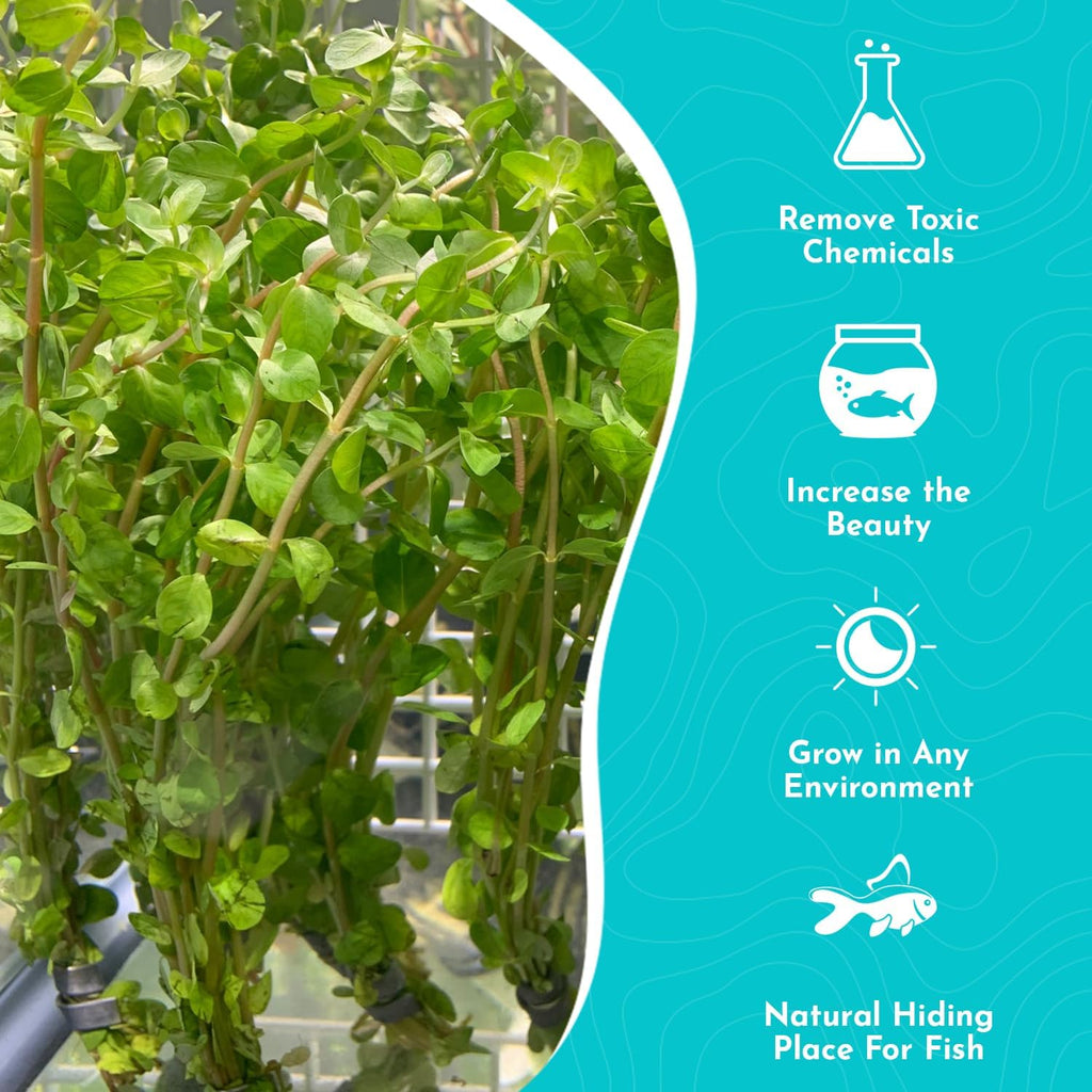Rotala Rotundifolia Aquatic Plant