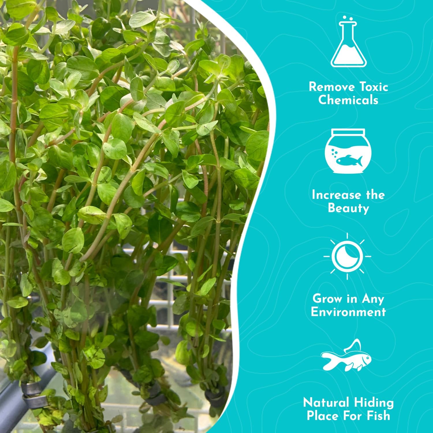 Rotala Rotundifolia Aquatic Plant
