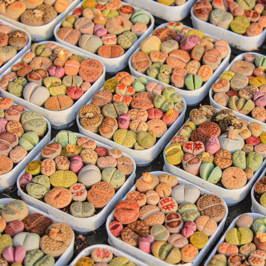 20 Lithops Seeds Mix Live for Planting, Lithops Living Stones Mix Rare Live Succulent Plant for Indoor Outdoor