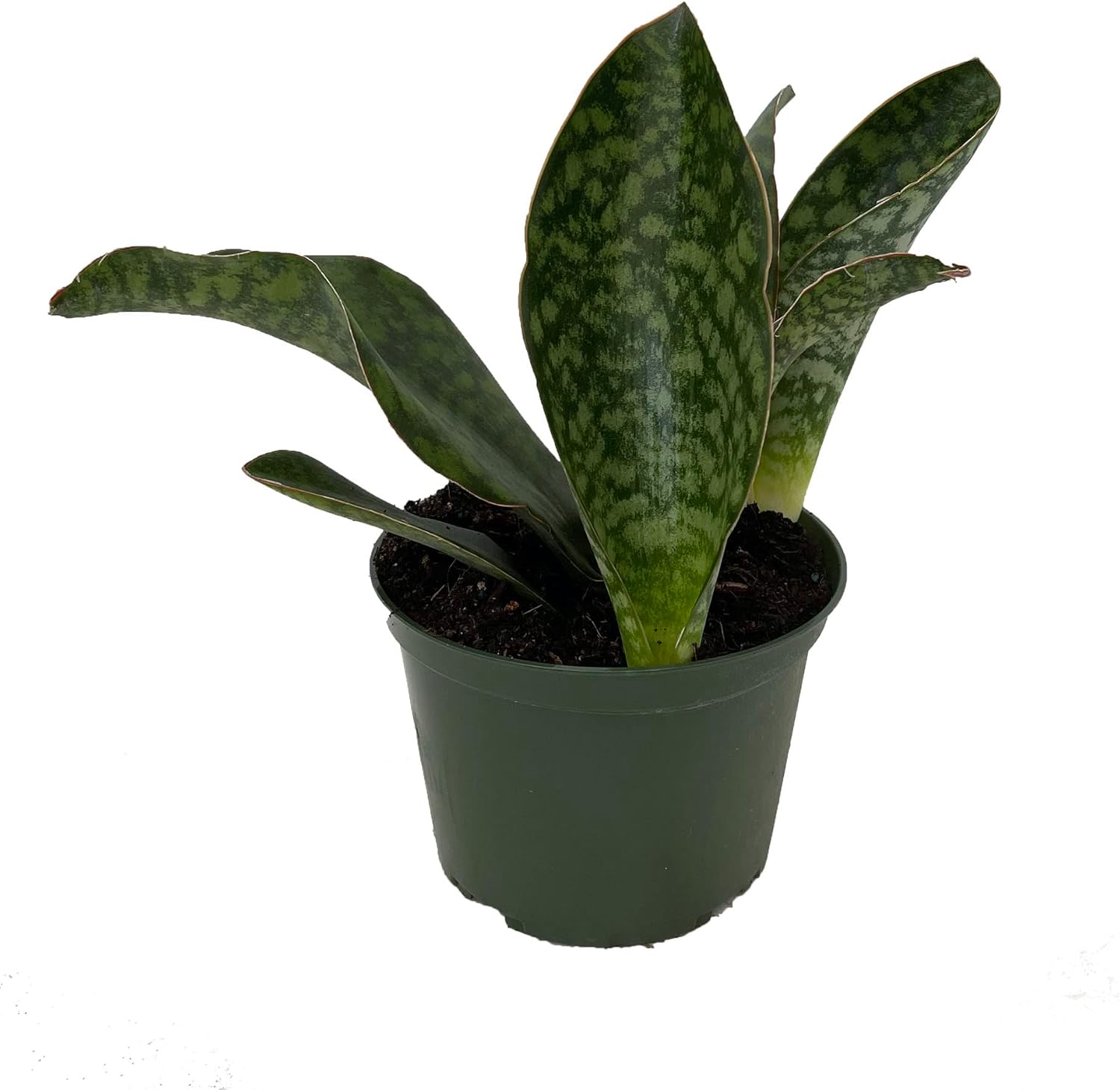 Shark Fin Snake Plant - Whale Fin - Sanseveria masoniana - 6" Pot - Collector's