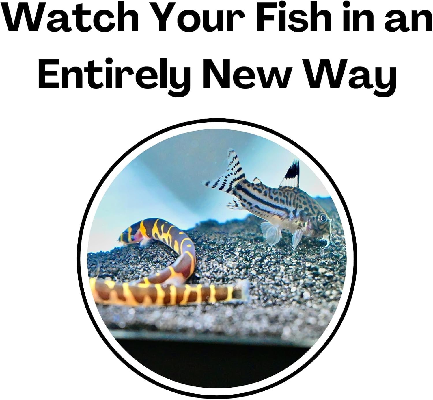 Aquarium Underground Two Hole Corner Cave | Viewing Fish & Shrimp Tunnel | Fish Tank Undergravel Hide Decor Decoration Hideout Perfect For Corydora Catfish, Kuhli Loach, Pleco, Betta Fish (White)