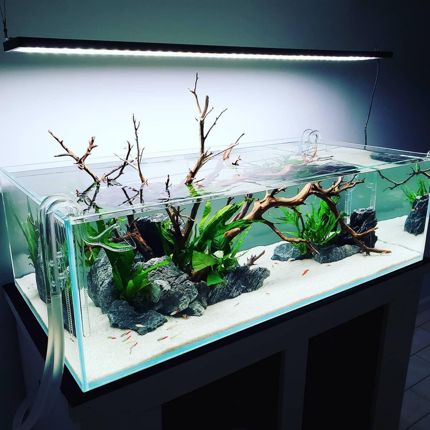 SubstrateSource Java Fern Live Aquarium Plants - Potted Freshwater Plant for Fish Tanks - Beginner Friendly, Low Light (Java Fern, 5 Pots)