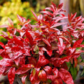 Dwarf Nandina Shrub, Ornamental Nandina Live Plant for Growing, Dormant in Winter (4 Inch)
