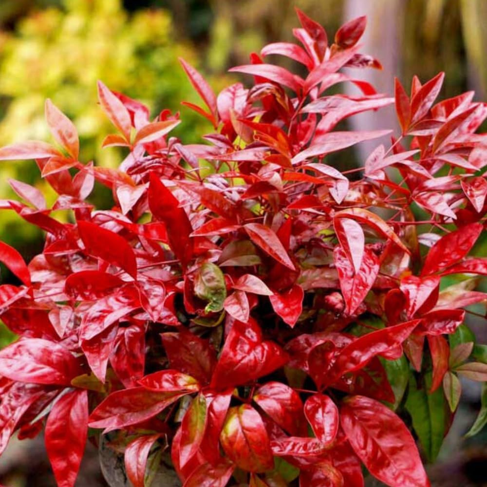 Dwarf Nandina Shrub, Ornamental Nandina Live Plant for Growing, Dormant in Winter (2.5 Inch)