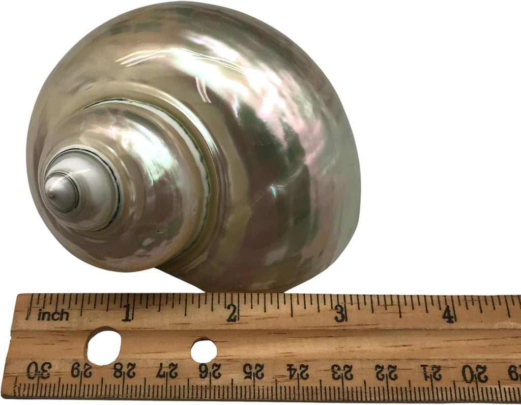 PEPPERLONELY 2 PC White Large Pearlized Silver Mouth Turbo, Hermit Crab Shells, 3 Inch ~ 3-1/2 Inch