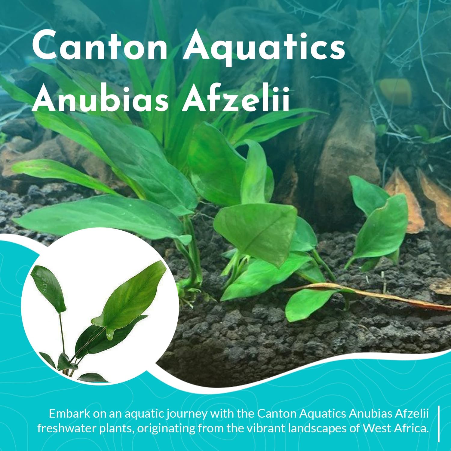 Anubias Afzelii Live Aquatic Plant in – Hardy Freshwater Plant for Aquariums, Low Light, Easy Maintenance, Perfect for Beginners & Experts, Ideal for Aquascaping - Medium