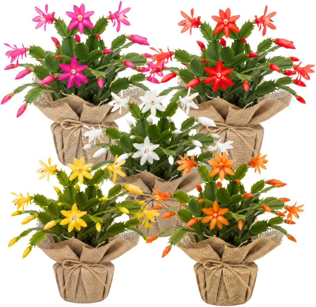 Set 2 Christmas Cactus Plants Live, Hanging Baskets Houseplants, Holiday Cactus Indoor Plants Live Well-Rooted 4-9" Tall, No Pot (Multicolor)