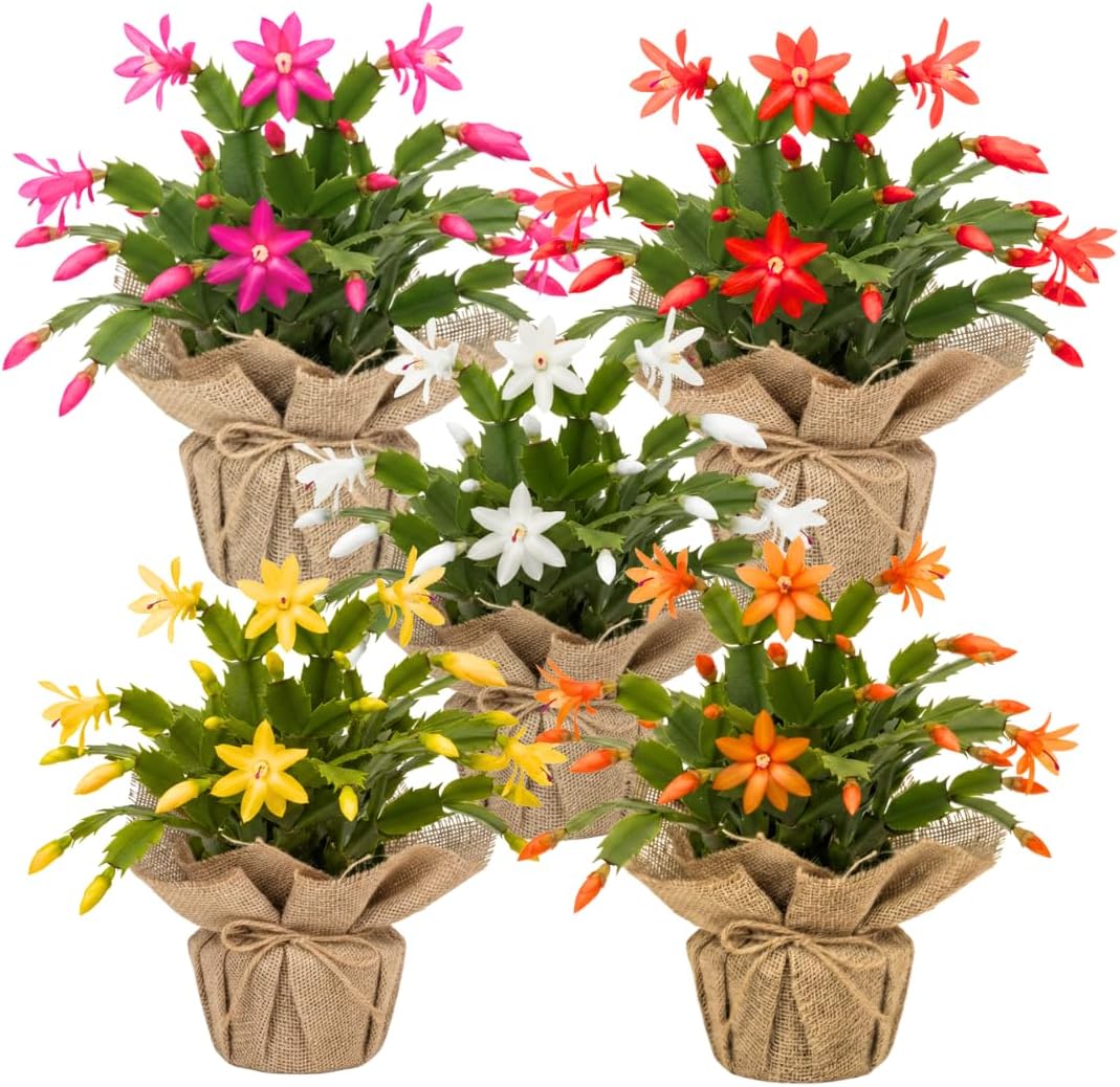 Set 2 Christmas Cactus Plants Live, Hanging Baskets Houseplants, Holiday Cactus Indoor Plants Live Well-Rooted 4-9" Tall, No Pot (Multicolor)