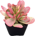 Sprout N Green Crassula Platyphylla f. Variegata, 1 Live Succulent Plant Fully Rooted in 2" Pot, House Plant for Indoor Outdoor Home Office Wedding Decoration DIY Project Party Favor