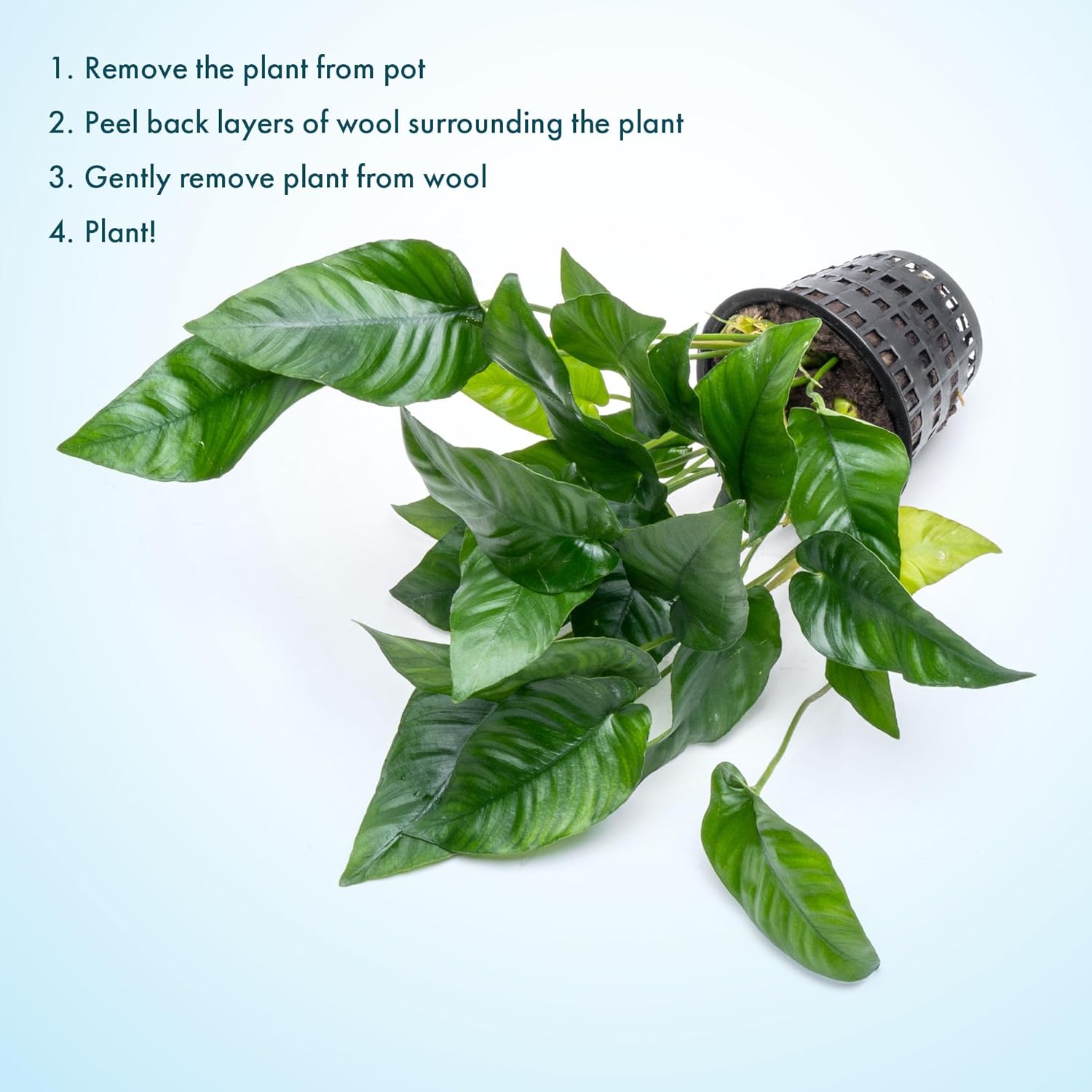 SubstrateSource Anubias Live Aquarium Plants - Potted Freshwater Plant for Fish Tanks, Terrariums - Beginner Friendly Low Light (Barteri Striped, Mother Plant)