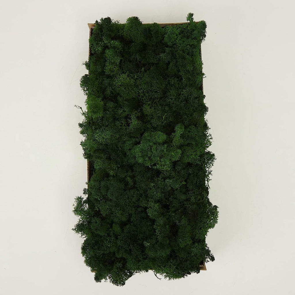 Preserved Reindeer Moss Natural Green DIY Kit Gardenning Art Wall Decor Florist Decor Easter Table Decor Wedding