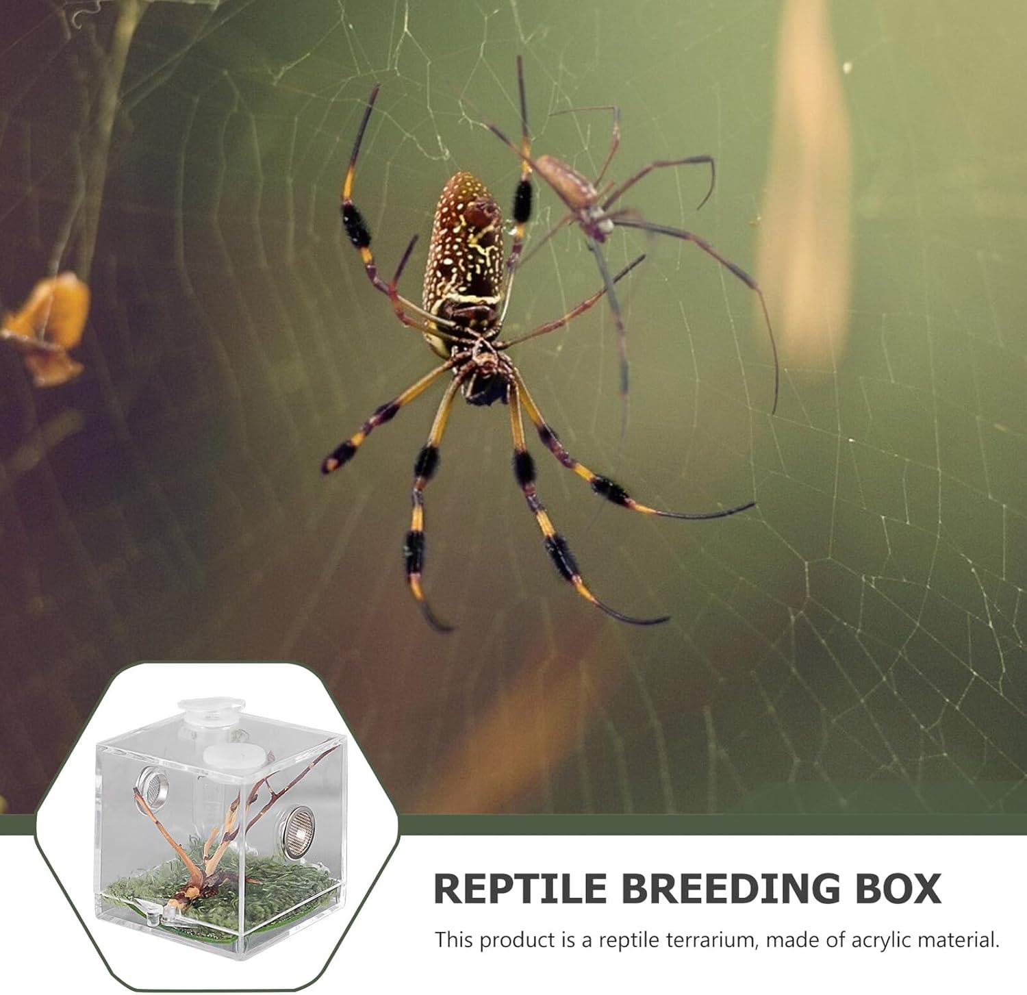 COHEALI Reptile Breeding Box Small Portable Acrylic Spider Terrarium with Dropper and Forceps Transparent Moisture- Enclosure for Small Crawling Insects and Jumping Pets