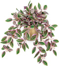 Briful Faux Plants Indoor 17.7in Fake Watermelon Peperomia Plant in Gold Pot with Realistic Silk Pink Leaves Artificial Potted Plant for Home Office Table Shelf Desk Modern Room Decor