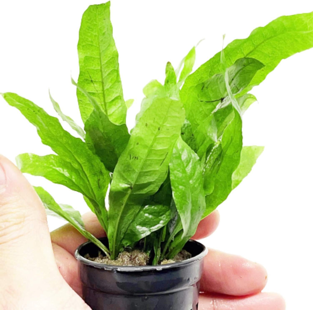Microsorium Pteropus Java Fern Potted Live Aquarium Plant Tropical Freshwater Decorations BUY2GET1FREE