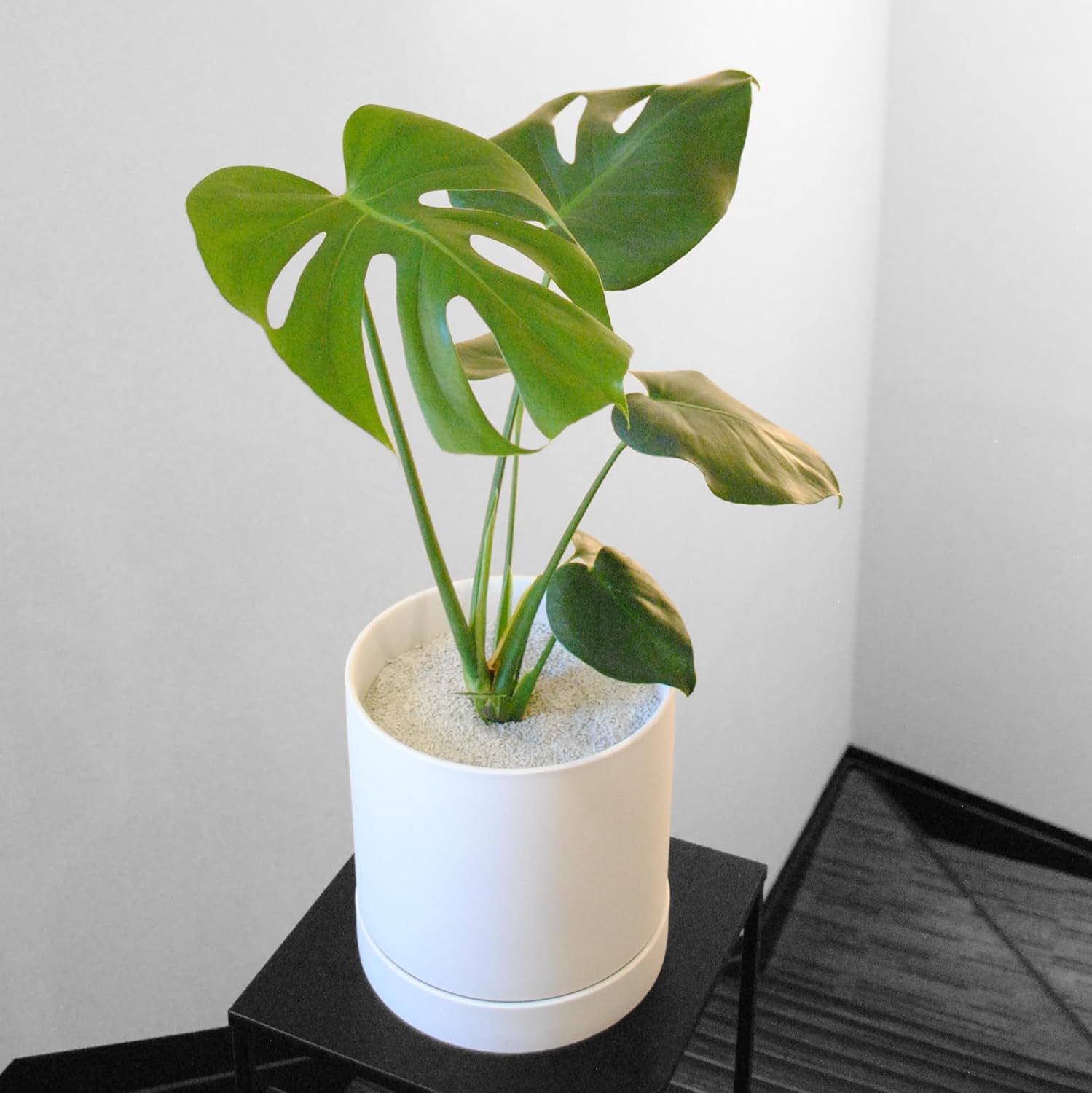 LA TERRA Soil for Foliage Plants, 3L (Medium Grain) Made in Japan – Nutrient-Enriched, Clean, No Mess, Reusable-Crystal Grain