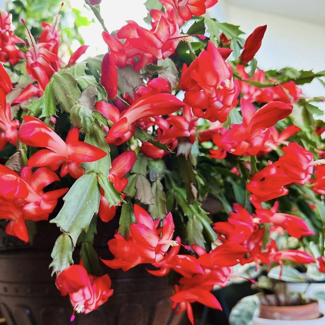 Christmas Cactus Live Plant 4 inch Pot, Christmas Flower Plant, Flower Succulents Plants, Holiday Christmas Cactus for Planting (Red Christmas Cactus)