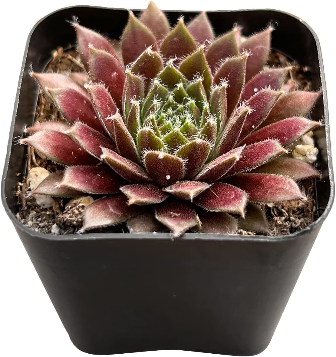 Sprout N Green Purple Succulents Collection, 3 Live Succulent Plant Fully Rooted in 2 inch Starter Pot, Home Office Indoor Outdoor Wedding Decoration DIY Projects Party Favor