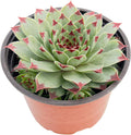 Live Succulent Plants (Sempervivum Hens and Chicks), Easy Care Houseplant for Home and Office Decor, Great Gift for Housewarming, Birthday, Thanksgiving