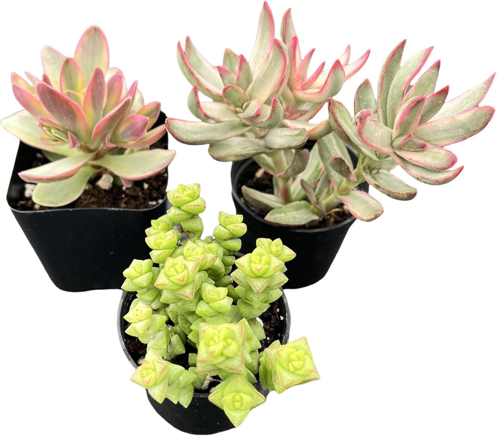 Sprout N Green Crassula Succulent Collection, 3 Live Succulent Plant Fully Rooted in 2inch Starter Pot, Home Office Indoor Outdoor Wedding Decoration DIY Projects Party Favor