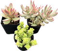 Sprout N Green Crassula Succulent Collection, 3 Live Succulent Plant Fully Rooted in 2inch Starter Pot, Home Office Indoor Outdoor Wedding Decoration DIY Projects Party Favor