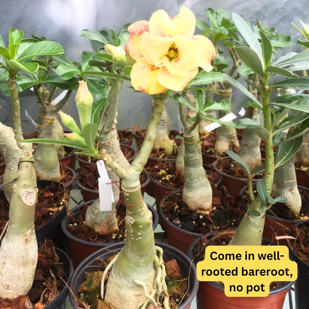 Double Yellow Desert Rose Plant Live, 4-7" Tall, Adenium Obesum Well-Rooted Succulent for Indoor Outdoor Displays