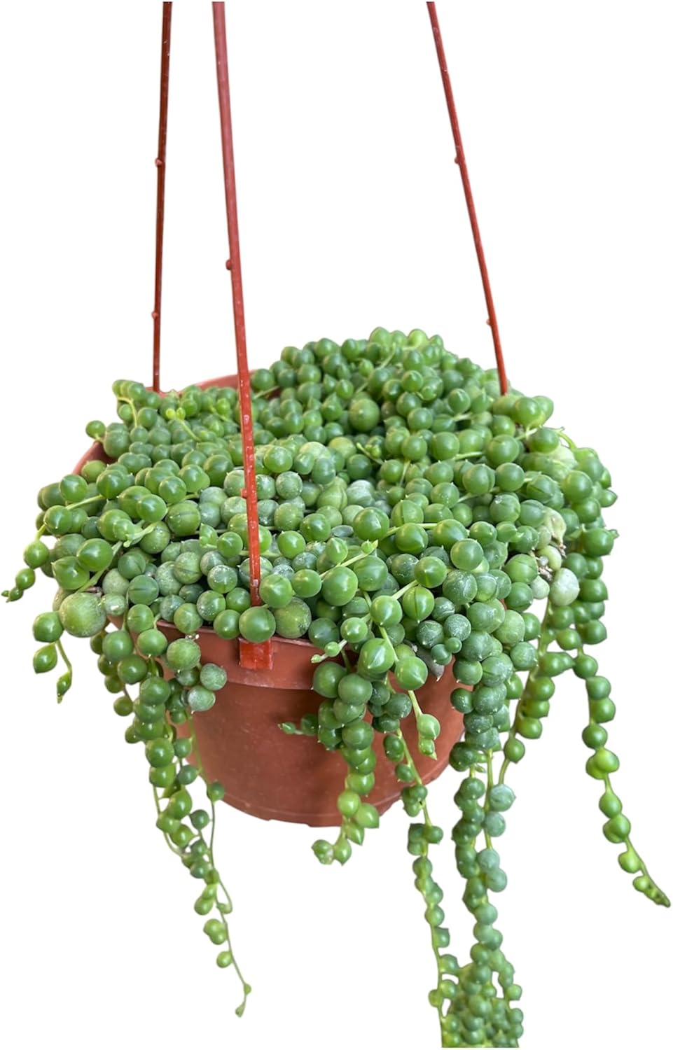 String of Pearl in A 6in Hanging Pot Live Living Plant Fully Rooted and Healthy Succulent Curio rowleyanus