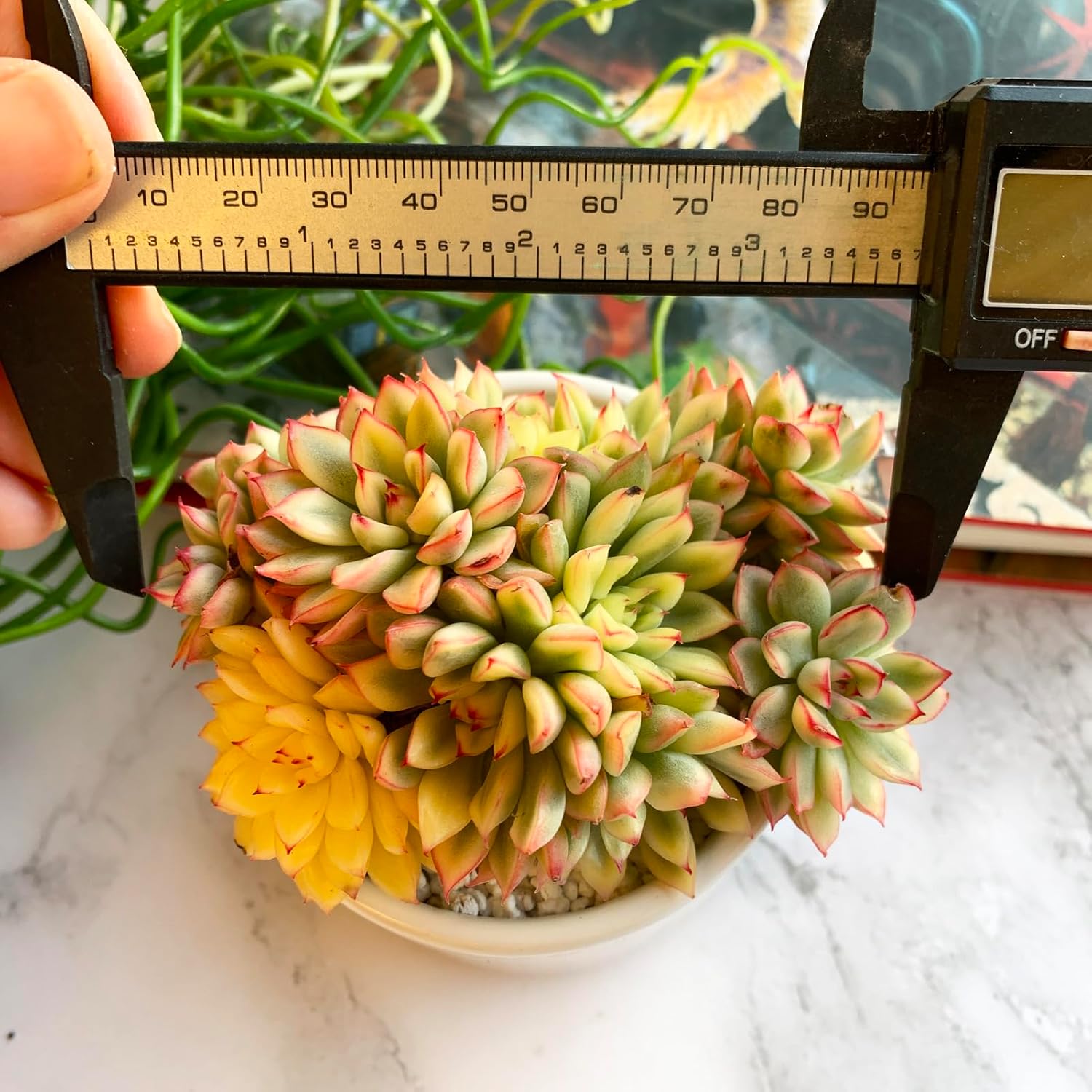 Echeveria Mebina Variegata Rare Live Succulent Plants, Variegated 4" Bare Root Without Pot & Soil, Garden Indoor Office Desk Baby Shower Decoration, Friend Plant Lovers Gifts