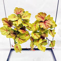 2 Pack Reptile Plants for Terrarium, Amphibian Habitat Decor Artificial Hanging Plants with Suction Cup, Gecko Chameleon Snake Tortoise Tank Accessories-Fake Heuchera Micrantha Yellow