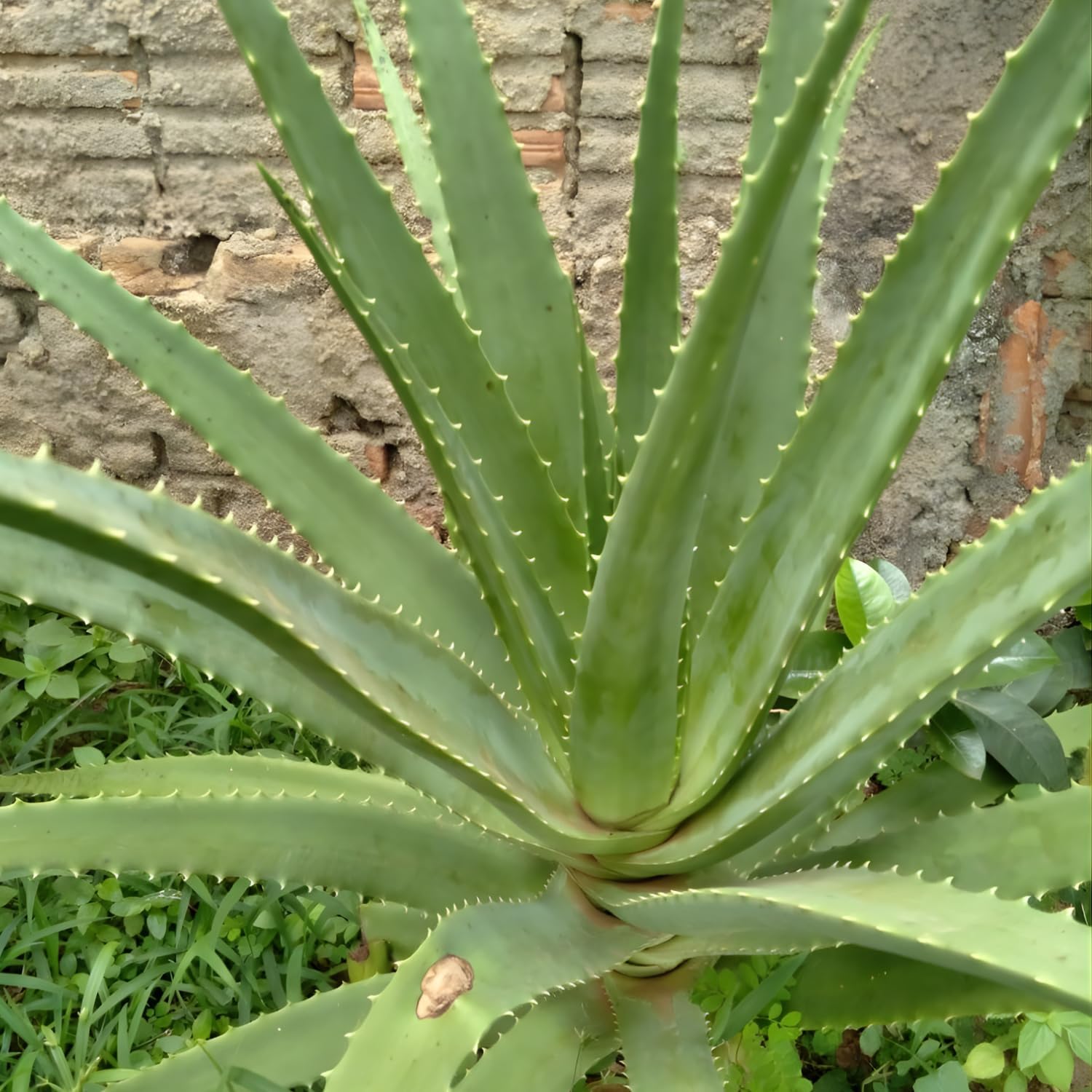 Live Aloe Vera Plant Succulent Trees | Aloe Vera Chinensis in Size 2 Pot | Suitable for Indoor or Outdoor Garden | Easy-Growing Aloe Vera Pen Plant Ideal for Home Décor