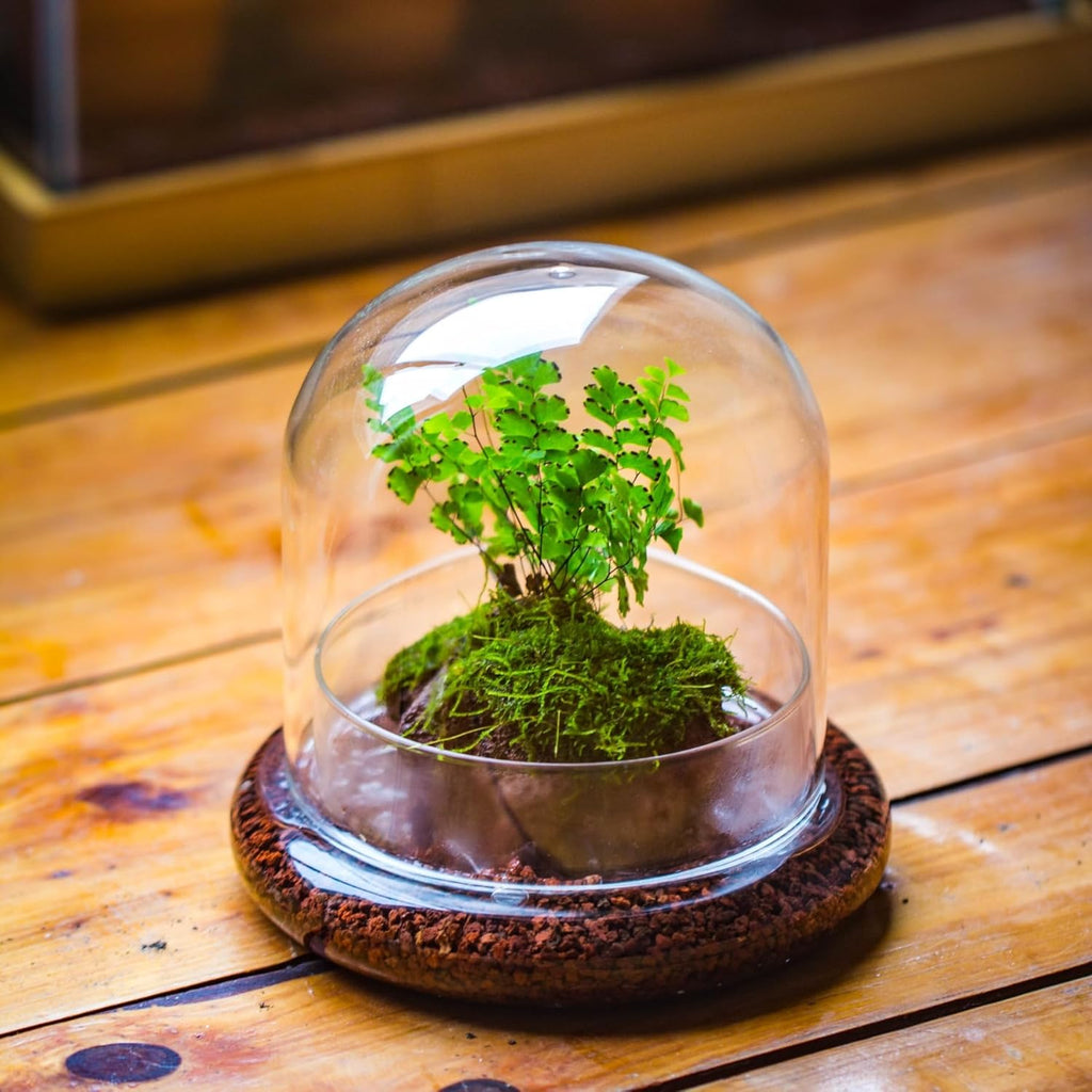 Small Glass Dome with Base - 5.9 x 5.9 x 5.7 Inch - Clear Glass Cloche Bell Jar - Home Tabletop Display Terrarium, Indoor Decorative (No Plants Included)