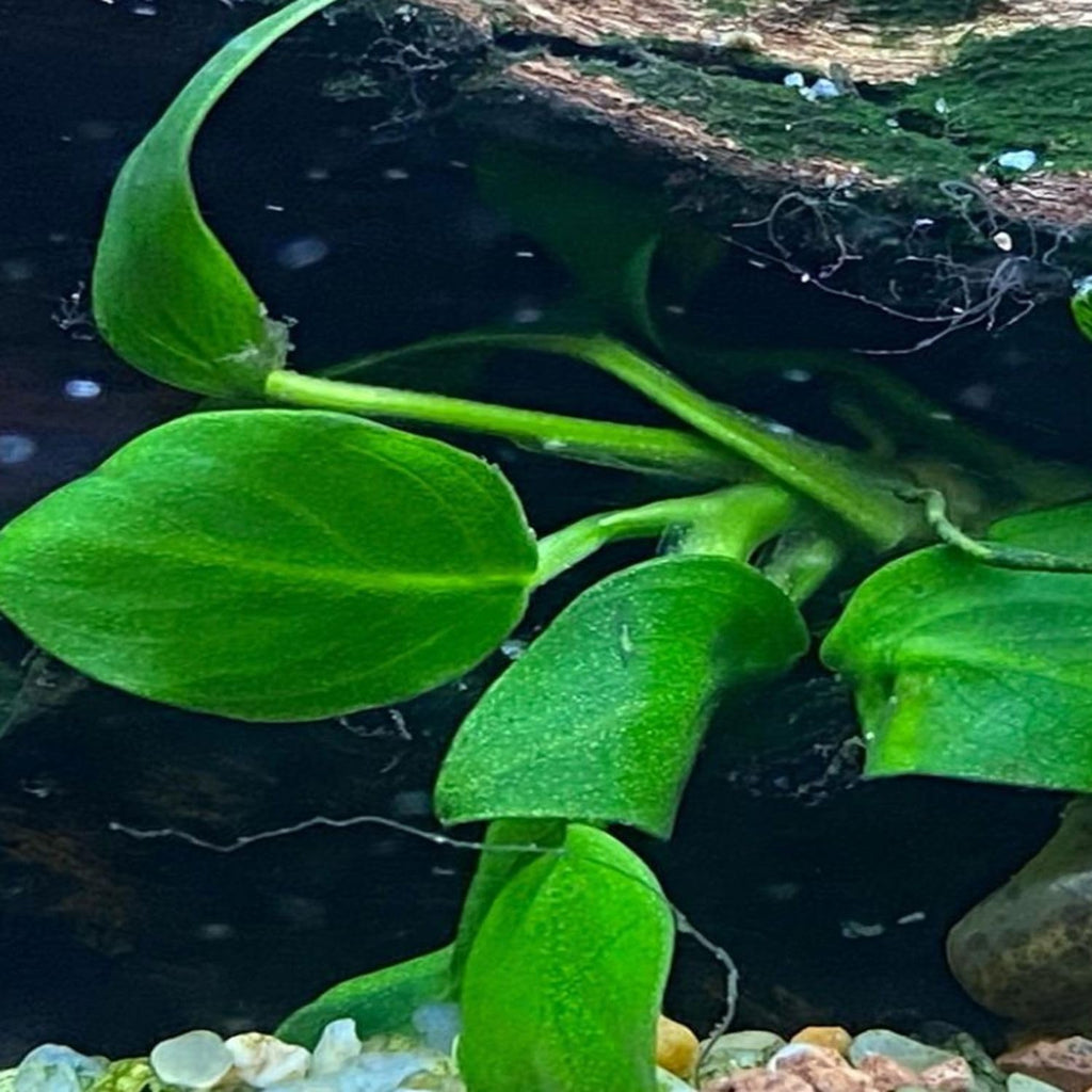 4X Petite Anubias Nana Pots Aquarium Live Plant for Fish Tank Decoration