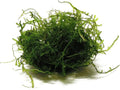 Java Moss Taxiphyllum Barbieri Portion - Natural Resting Place - Ideal for Any Aquarium - Long Lasting & Easy to Care - Genuine Java Moss - Fast Growth