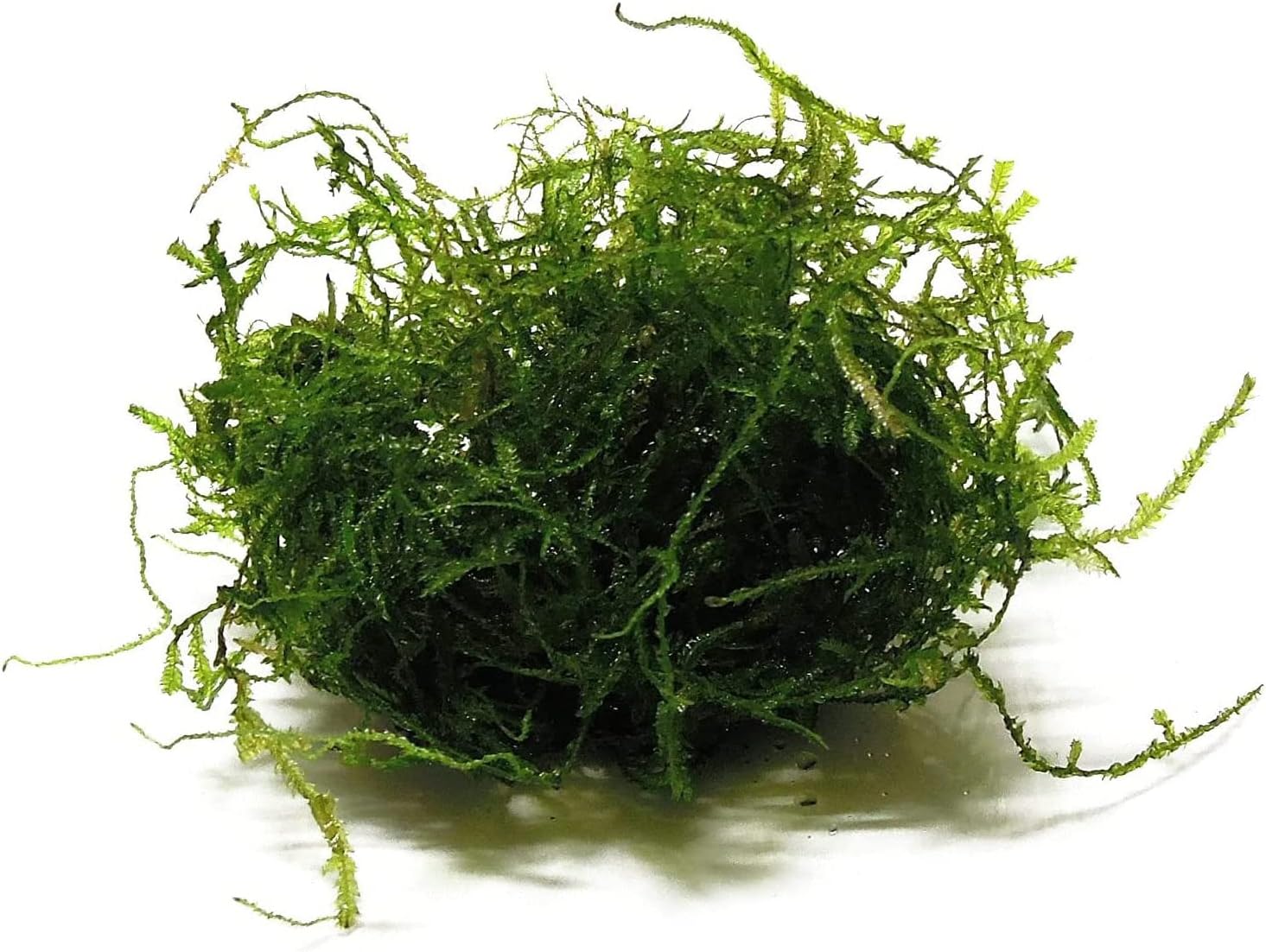 Java Moss Taxiphyllum Barbieri Portion - Natural Resting Place - Ideal for Any Aquarium - Long Lasting & Easy to Care - Genuine Java Moss - Fast Growth