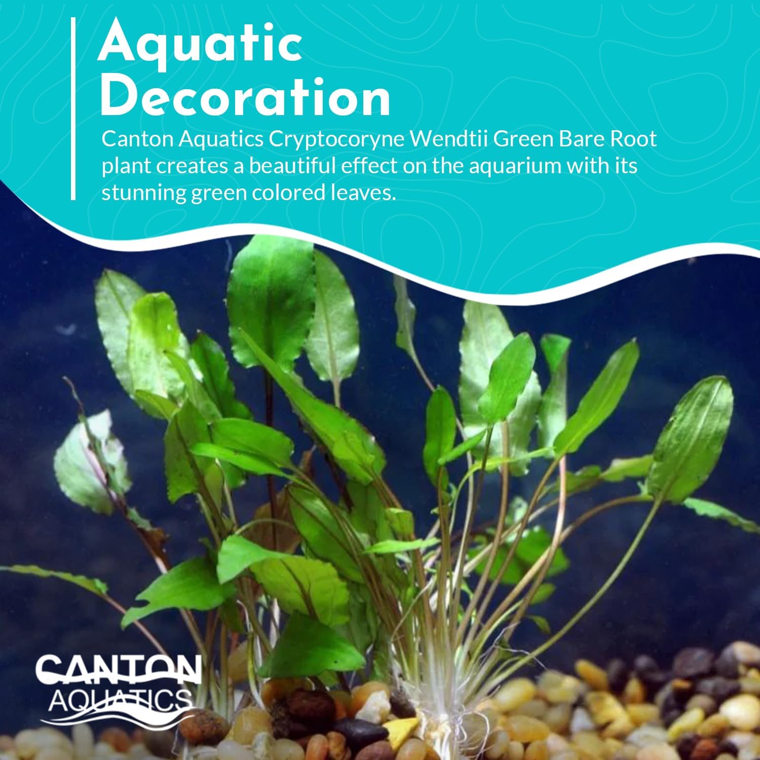 Cryptocoryne Wendtii Green Bare Root - Versatile and Durable ¬- Classic Plant - Mid-Ground Positioning - All Natural & Organic Aquatic Plant - Long Lasting & Easy to Care - Small