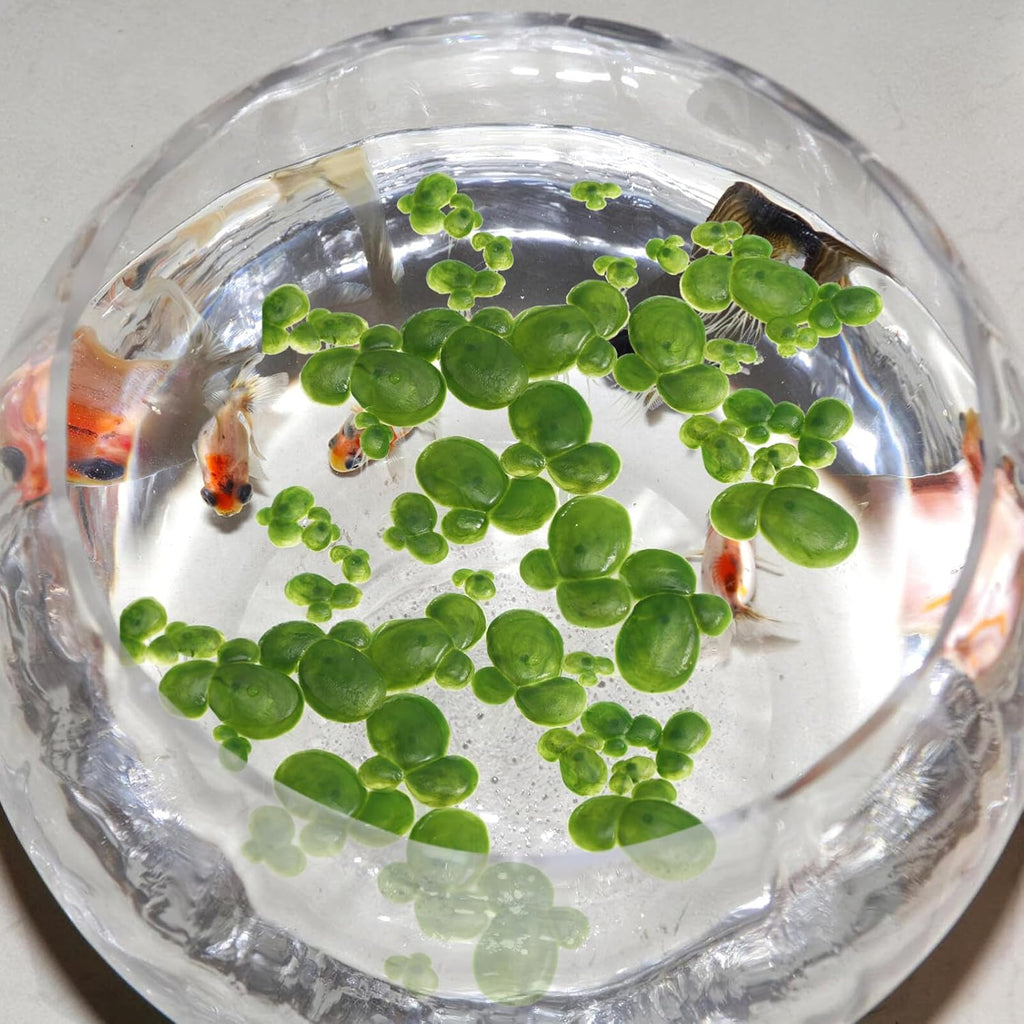 108pcs Plastic Duckweed Artificial Floating Duckweed Mini Fake Duckweed Simulation Floating Plants for Aquarium Fish Tank Decor