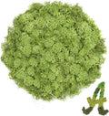 Preserved Reindeer Moss 3.5 OZ Chartreuse Natural for Crafts, DIY Gift Christmas Decor, Wall Art, Potted Plants, Fake Moss for Easter Table Decor Wedding Decorative(3.5 OZ, Chartreuse)