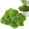 Fake Green Moss for Decorating, 100g/3.5oz Artificial Moss for Aquarium Model Crafts Table Centerpieces Decor (Green, 100g/3.5oz)