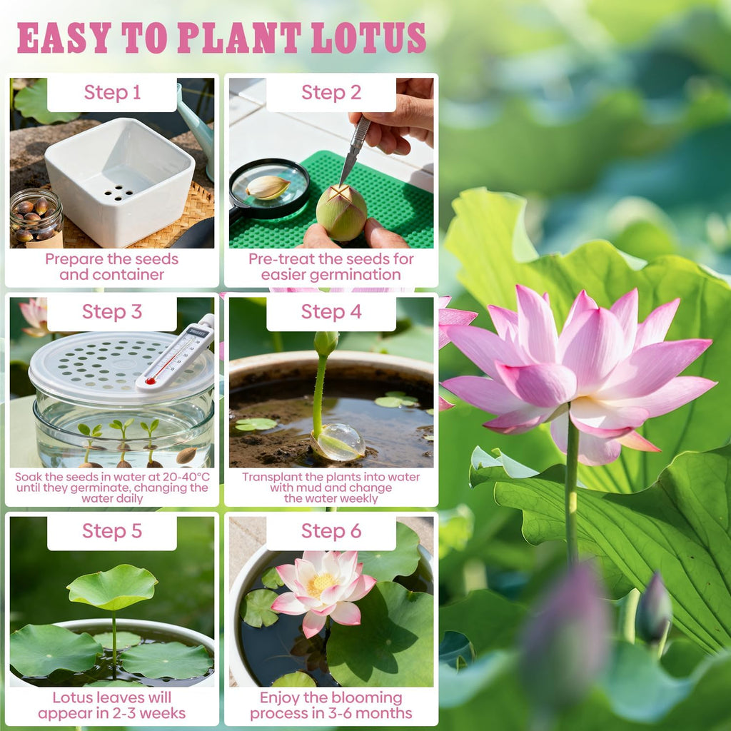 10Pcs Pre-Cut Water Lotus Seeds, High Germination Bowl Lotus (Pink/Red/Green) - Premium Aquatic Plants for Ponds & Bonsai