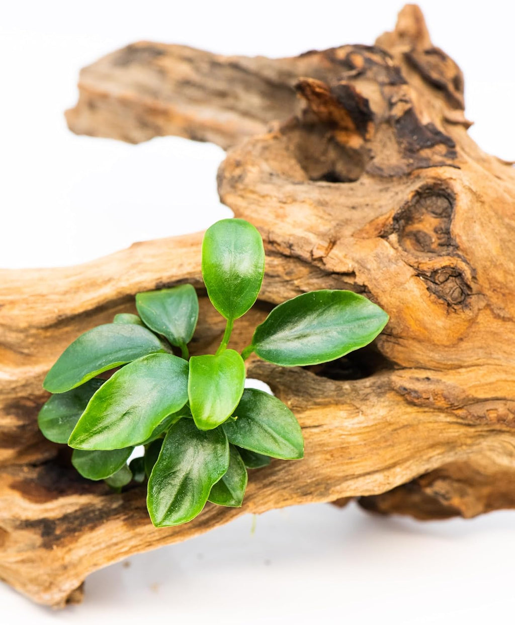 Anubias Nana Bonsai - Live Aquarium Plant, Perfect for Nano Tanks, Terrariums, Easy Maintenance, Freshwater Aquascaping (1)