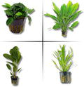 Live Aquarium Plant Bundle - Anubias Barteri, Amazon Sword, and Chain Sword - Easy Care Freshwater Plants for Aquascaping and Water Quality