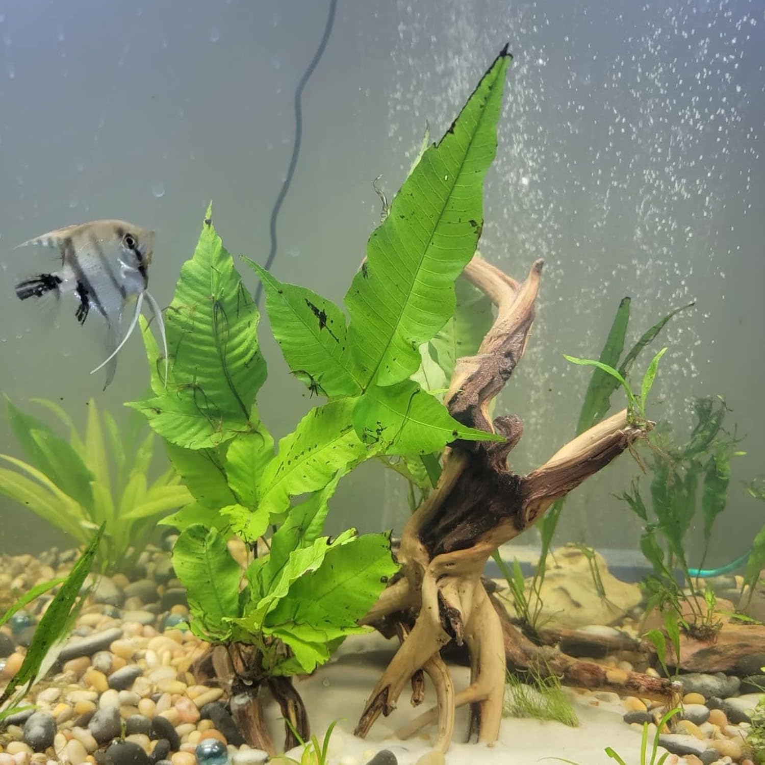 3 Pcs Natural Spiderwood for Aquarium, Aquarium Driftwood Freshwater 10-12 Inch, Assorted Size Spider Wood, Twisted Branches for Fishtank Accessories, Reptile Terrariums Decorations