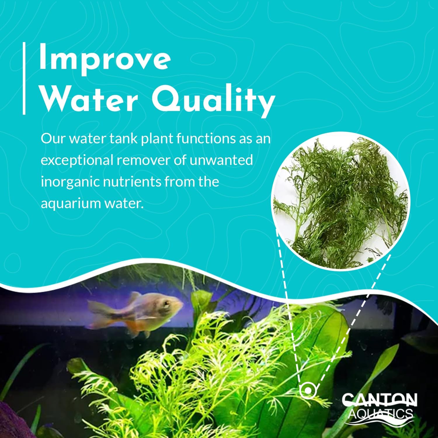 Water Sprite (Lace Leaf) Potted - Easy Care Live Aquatic Plant for Freshwater Aquariums – Enhances Tank with Vibrant Green - Stunning Aquarium Decorations Plant