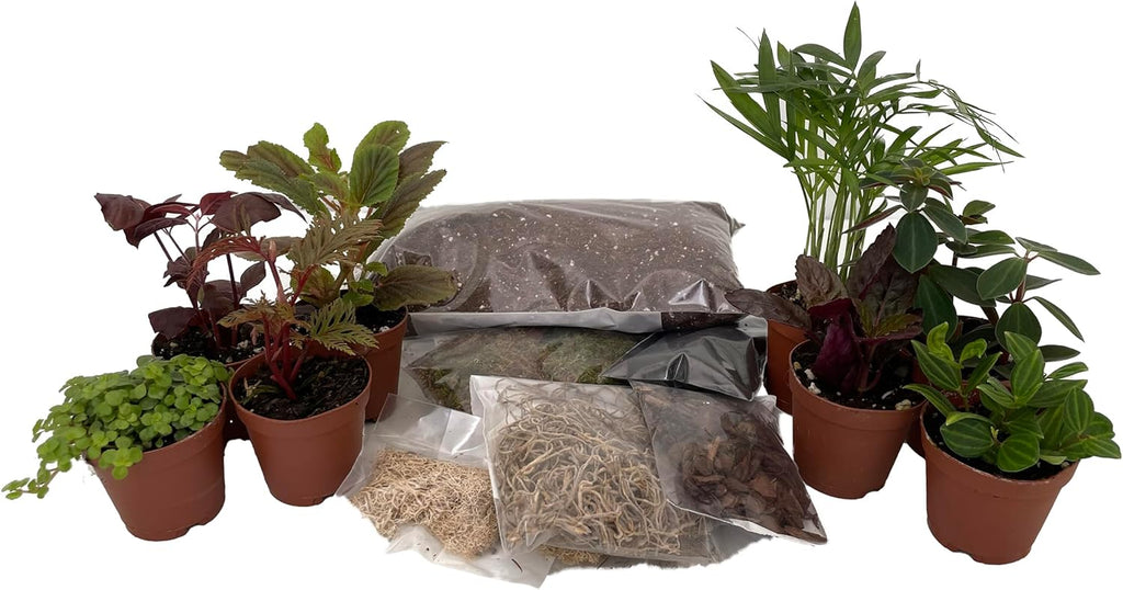 Hirt's Terrarium Kit with 8 Terrarium Plants in 2" Pots