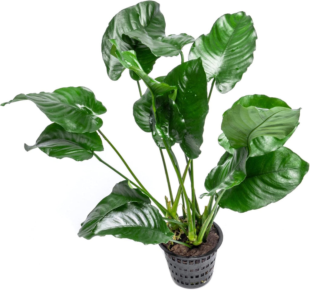 SubstrateSource Anubias Live Aquarium Plants - Potted Freshwater Plant for Fish Tanks, Terrariums - Beginner Friendly Low Light (Barteri Broad Leaf, Mother Plant)