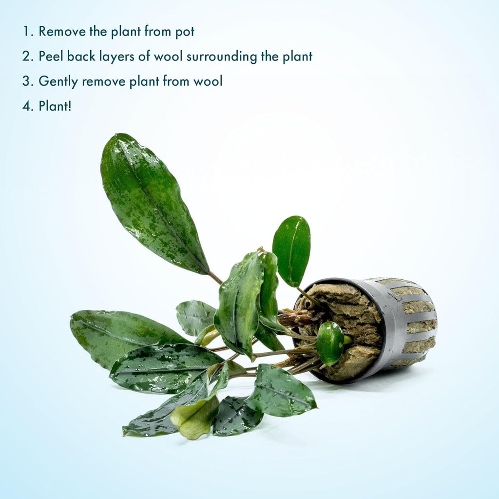 SubstrateSource Bucephalandra Green Broad Leaf Potted Live Aquarium Plant - Natural Freshwater Fish Tank Decorations and Aquatic Décor
