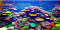 AWERT Undersea Theme Aquarium Background 48x20 inches Vinyl Colorful Coral Tropical Fish Underwater World Fish Tank Background