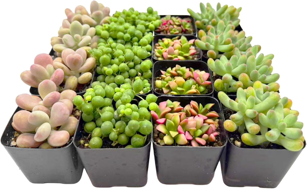 2 Inch Assorted Succulent Plants - Live Mixed Rosette & Unique Succulent Variety Pack, Healthy Rooted Succulents for Indoor/Outdoor Decor, Terrarium, DIY Garden & Gift (16-Pack)