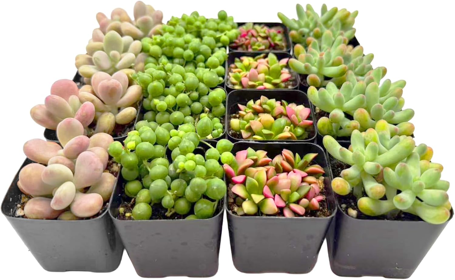 2 Inch Assorted Succulent Plants - Live Mixed Rosette & Unique Succulent Variety Pack, Healthy Rooted Succulents for Indoor/Outdoor Decor, Terrarium, DIY Garden & Gift (16-Pack)