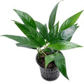 SubstrateSource Anubias Live Aquarium Plants - Potted Freshwater Plant for Fish Tanks, Terrariums - Beginner Friendly Low Light (Minima, Mother Plant)